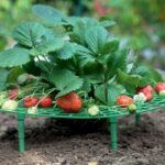 Stojak do uprawy roślin, podpora na truskawki 30 cm ROS20 - obrazek 3